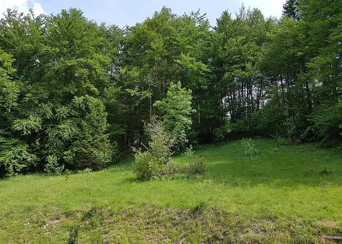 Gasperin 3* 보히니